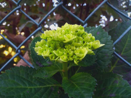 Green Plant close upの写真素材
