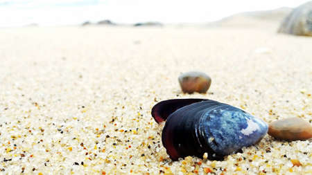 Beach concept. Sea shellの写真素材