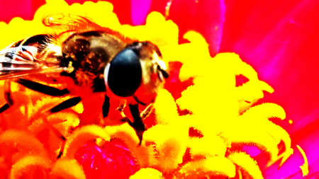 A bee collects nectar in the flowerの写真素材