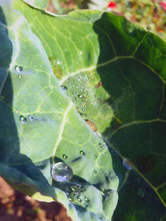 Beautiful drop of water on top of a green leaf of plantの写真素材