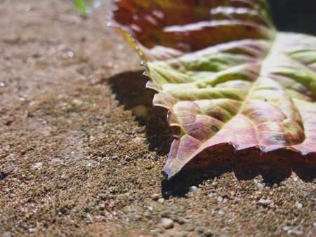 autumn leaf,one autumn leaf,autumn leaf fallen to the ground,park,painted wooden planks,object,dry autumn leafの写真素材