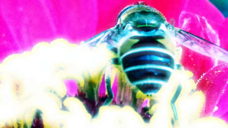 A bee busy drinking nectar on flower, macro shot