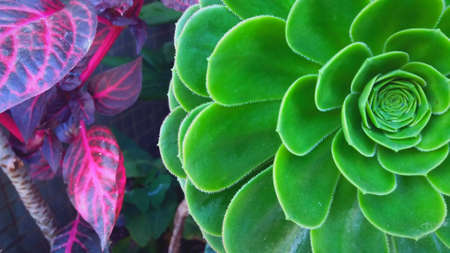 green plant close up