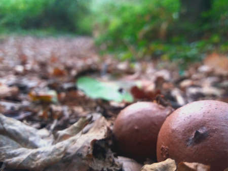 Acorns in large plane lying on the groundの写真素材