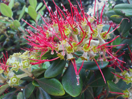 Beautiful flower with drops of water on the tipsの写真素材