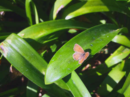 Beautiful butterfly catching sun in the middle of the vegetation