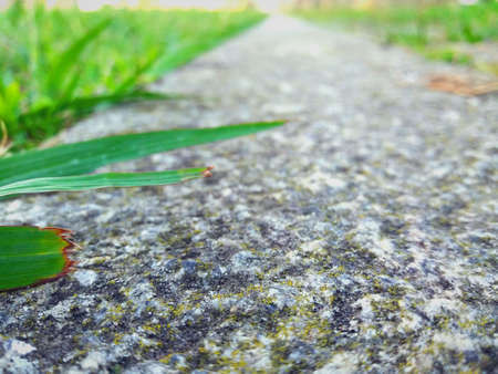 Asphalt and herbs in close-up view from the groundの写真素材