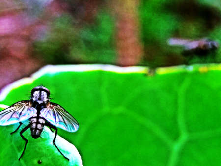 A macro shot of a fly sitting on a green aquilegia leaf
