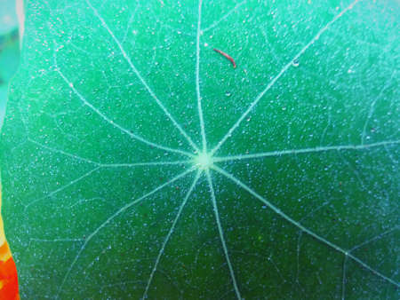 Beautiful green leaf with dewの写真素材