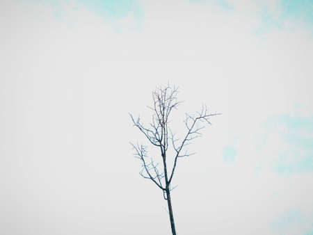 Leafless tree and the small moon in the late afternoon