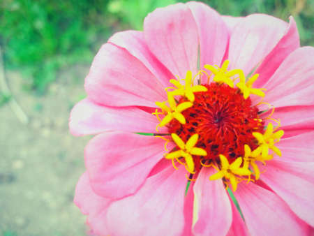 Beautiful colorful flore in close-up 3の写真素材