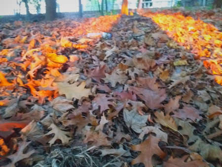 Autumn leaves seem to burnの写真素材