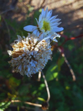 Beautiful colorful flowers in close-upの写真素材