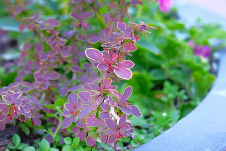 Burgundy plants in pot in patio garden, close up, diagonal view. Landscaping.の写真素材