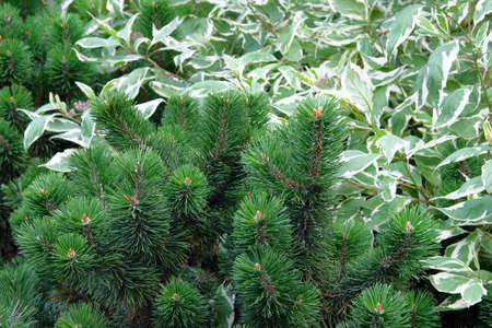 Green fresh fir branch against the background of beautiful leaves. Landscape design.の写真素材