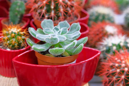 Green succulents plant in red pot sold in tree store. Houseplant is sold in shop.の写真素材