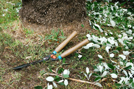 Garden clippers lie on ground after cutting branches. Concept of cutting trees and shrubs.の写真素材