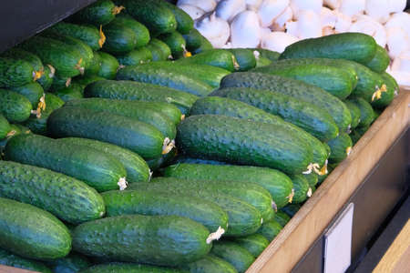 Lot of ripe fresh green cucumbers are sold at vegetable shop. Cucumbers lie on shelf in grocery store.の写真素材