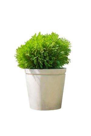 Outdoor pot with cypress in landscape design isolated on white background. Container gardening.の写真素材