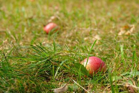Organic juicy red apples lie on ground in green grass in apple orchard. Autumn harvesting.の写真素材