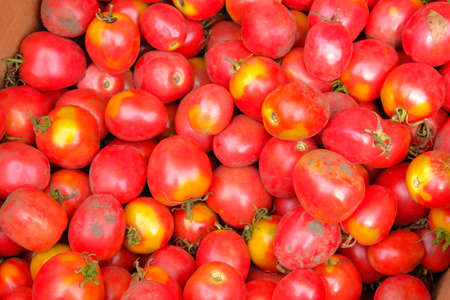Many red different tomatoes are stained with earth. Tomatoes sale after harvesting.の写真素材