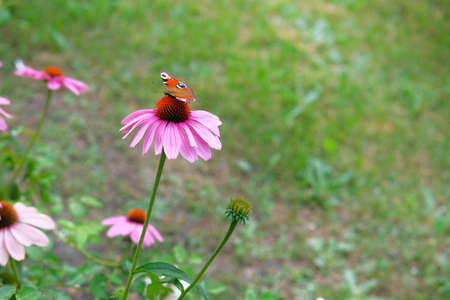 Pink Echinacea flower with red admiral butterfly on green blurred nature background close up. Patch of of purple coneflower, echinacea purpurea.の写真素材