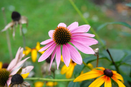 Pink Echinacea flowers on green blurred nature background during the day. Echinacea purpurea close up.の写真素材