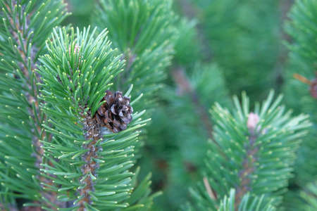 Green fresh fir branch with cone in forest on blurred background. Medicinal plant (Pinus sylvestris)...