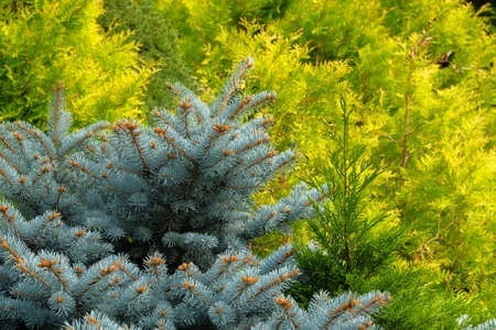 Blue spruce and green cypress in garden store. Blue spruce branches close up. Coniferous plant which decorate landscape. Garden shop.の写真素材