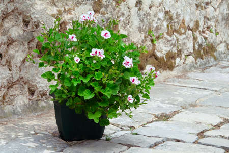 Geranium. Pot with bush of blooming plant. Landscape design. Bushes with white flowers in flower pot...