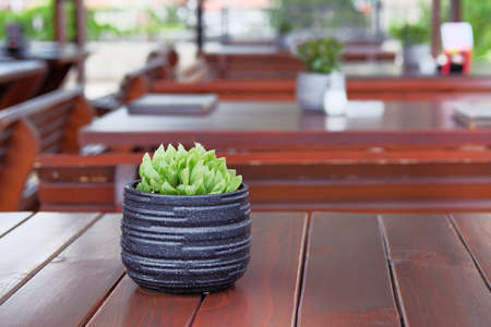 Pot with green succulent flower on wooden table of outdoor street cafe. Design of restaurant.