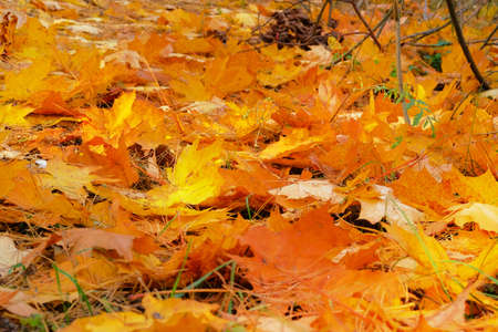 Orange and red autumn leaves background. September, October, November, Indian summer. Sunny day,...