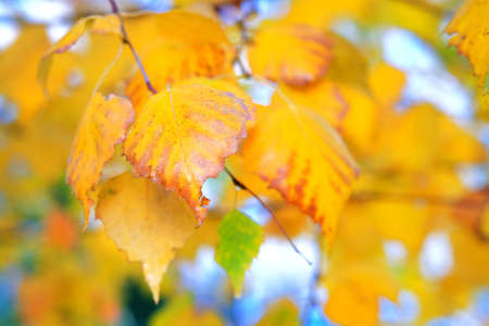 Golden autumn concept. Background image of autumn birch leaves perfect for seasonal use. Sunny day,...