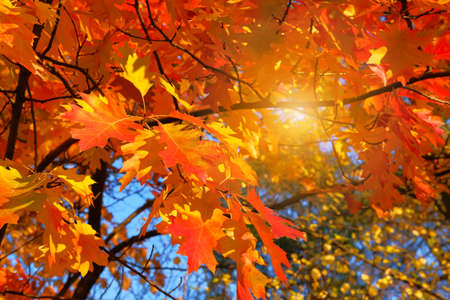 Orange and red autumn leaves background. Autumn forest landscape on a sunny day with oak leaves...