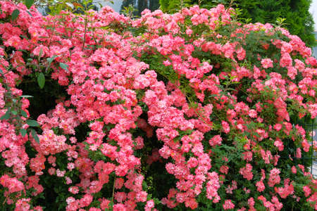 Pink blooming rose bush. Roses background in flowers garden. Bulgarian aromatic rose valley.の写真素材