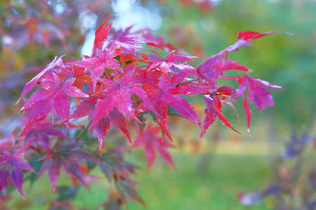 Red maple leaves on blurred background, Bright autumn concept. Rainy weather.