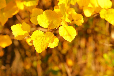 Yellow, orange, brown leaves on tree in Autumn season. For background and text. September, October,...