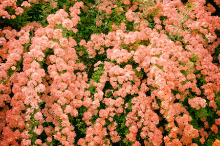 Coral Climbing Roses (Rosa) in a country cottage garden. Aromatic rose valley.の写真素材