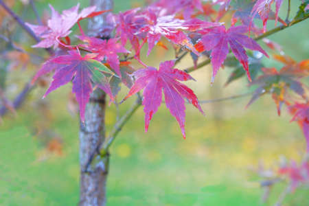 Red maple leaves on blurred background. Bright autumn concept. Park in city.