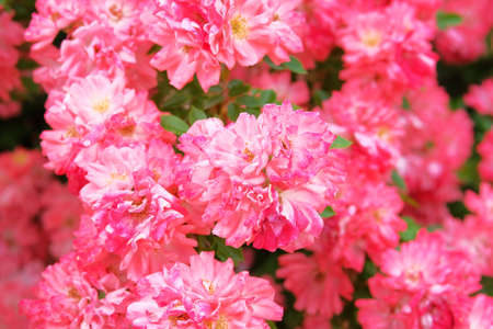 Roses bush in summer morning garden on bright summer day background. Rose Damascena fields. Close up.の写真素材