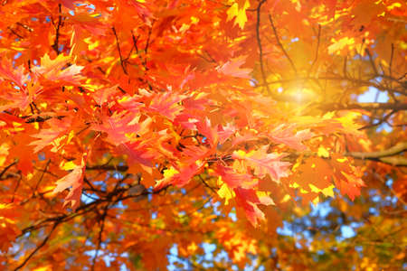 Sunlight in autumn. Orange and red autumn oak leaves. Park in city. Warm weather.の写真素材