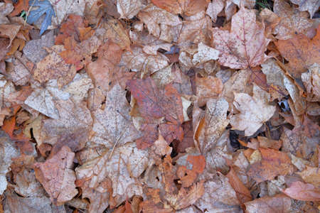 Brown maple leaves. Autumn in forest. Fall background concept. Landscape in city park in November.