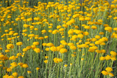 Helichrysum flowers on green nature blurred background. Yellow aromatic flowers for herbalism in meadow. Medicinal herb.の写真素材
