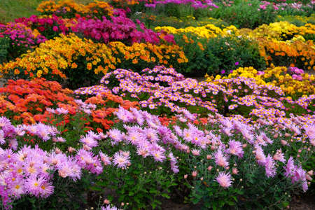 Purple, red and  orange chrysanthemum in gardening nursery and shop. Chrysanthemum wallpaper. Floral vibrant blooming background. Close up.の写真素材