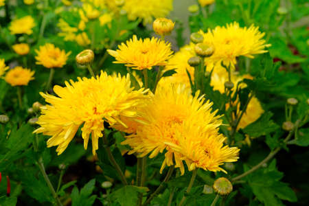 Yellow chrysanthemums in gardening nursery. Chrysanthemums wallpaper. Floral bright blooming...