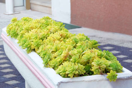 Succulents plants in pot in courtyard. Aeonium plants. Potted plants for house, landscape design.