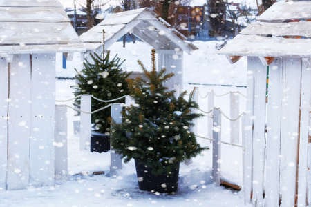 Christmas trees in pot in markets, fair. Christmas trees are sold in the market before the New Year holidays. Snowy weather.の写真素材