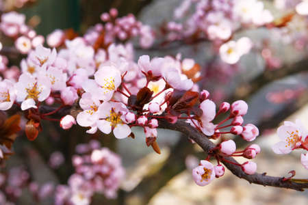 Apricot flowers blooming with white blooming fragrant petals signaling spring has come. Spring...