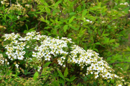 Bird cherry flowers with green blurred background. Branches of blossoming bird cherry flowers in...