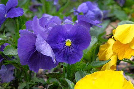 Pansies is blooming in meadow, closeup. Blue and yellow flowers is growing in garden. Landscaping...